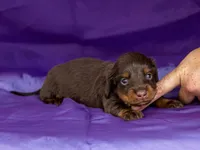 Tiki, a male Miniature Dachshund for sale in Canton, TX – 4 of 4