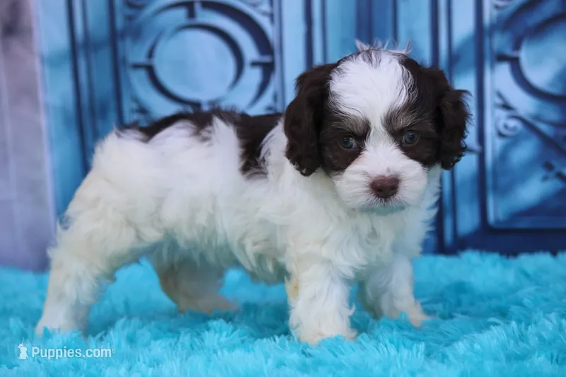 Hiccup – Cockapoo puppy for sale in Canton, TX