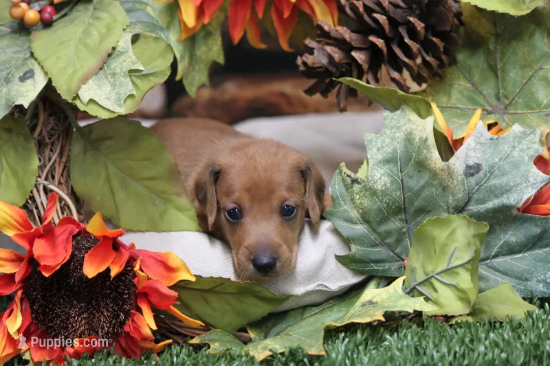 Sampson – Miniature Dachshund puppy for sale in Canton, TX