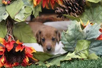 Sampson, a male Miniature Dachshund for sale in Canton, TX – 1 of 9