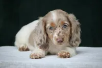 Turbo, a male Miniature Dachshund for sale in Canton, TX – 1 of 8