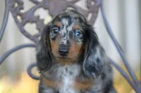 Zoom, a male Miniature Dachshund for sale in Canton, TX – 3 of 8