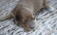 Nero, a male Miniature Dachshund for sale in Canton, TX – 2 of 6