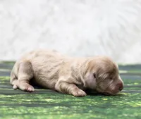 Journee, a female Miniature Dachshund for sale in Canton, TX – 3 of 3