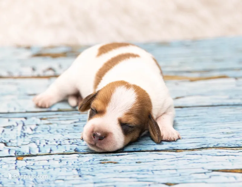 Moses – Miniature Dachshund puppy for sale in Canton, TX