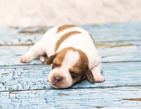 Moses, a male Miniature Dachshund for sale in Canton, TX – 1 of 4