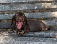 Tesla, a female Miniature Dachshund for sale in Canton, TX – 5 of 6