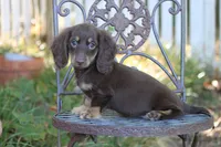 Tesla, a female Miniature Dachshund for sale in Canton, TX – 2 of 9