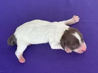 Jorey , a female Miniature Dachshund for sale in Canton, TX – 3 of 3