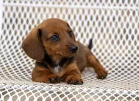 Gus, a male Miniature Dachshund for sale in Canton, TX – 5 of 7