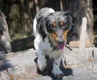 Raff, a female Miniature Dachshund for sale in Canton, TX – 4 of 5