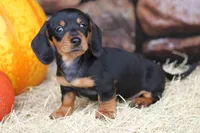 Gander, a male Miniature Dachshund for sale in Canton, TX – 4 of 4