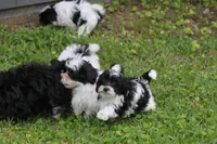 Briar , a female Poodle - Toy  and Havapoo for sale in Canton, TX – 2 of 5