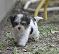 Flint, a male Havanese for sale in Canton, TX – 2 of 9