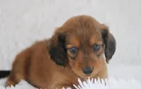 Nile, a male Miniature Dachshund for sale in Canton, TX – 6 of 9