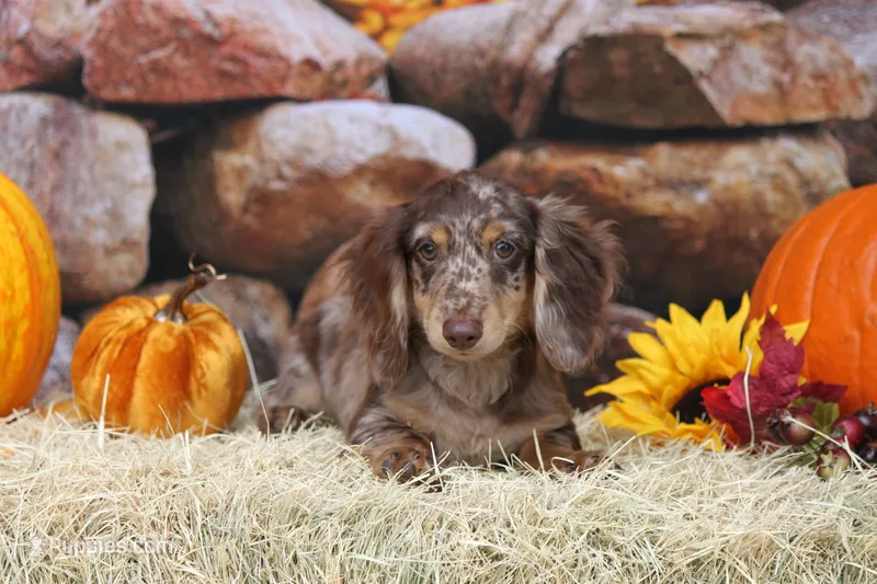 Torque – Miniature Dachshund puppy for sale in Canton, TX