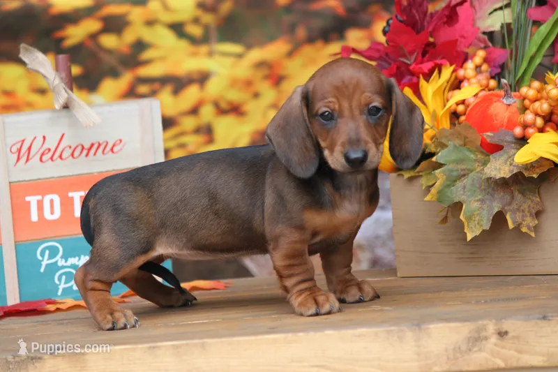 Sindy  – Miniature Dachshund puppy for sale in Canton, TX