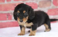 Nova, a female Miniature Dachshund for sale in Canton, TX – 5 of 10