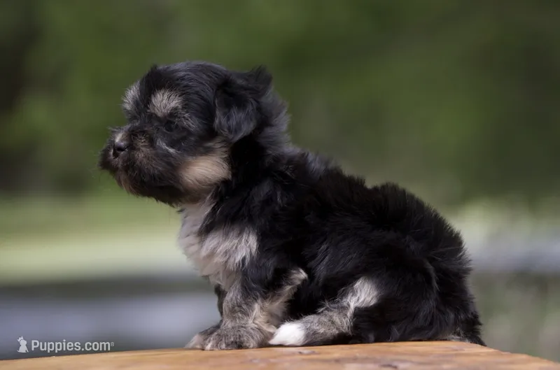 Finlo  – Havanese puppy for sale in Canton, TX