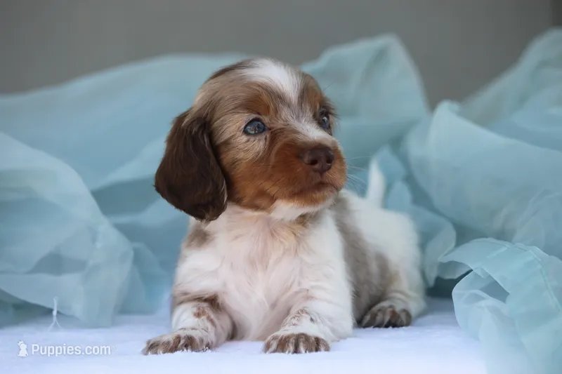 Jett – Miniature Dachshund puppy for sale in Canton, TX