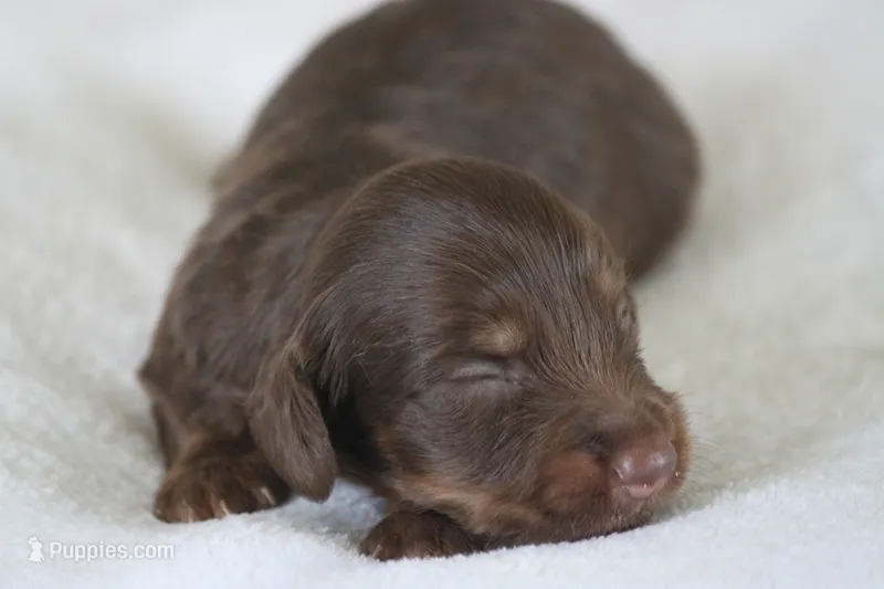 Alto – Miniature Dachshund puppy for sale in Canton, TX