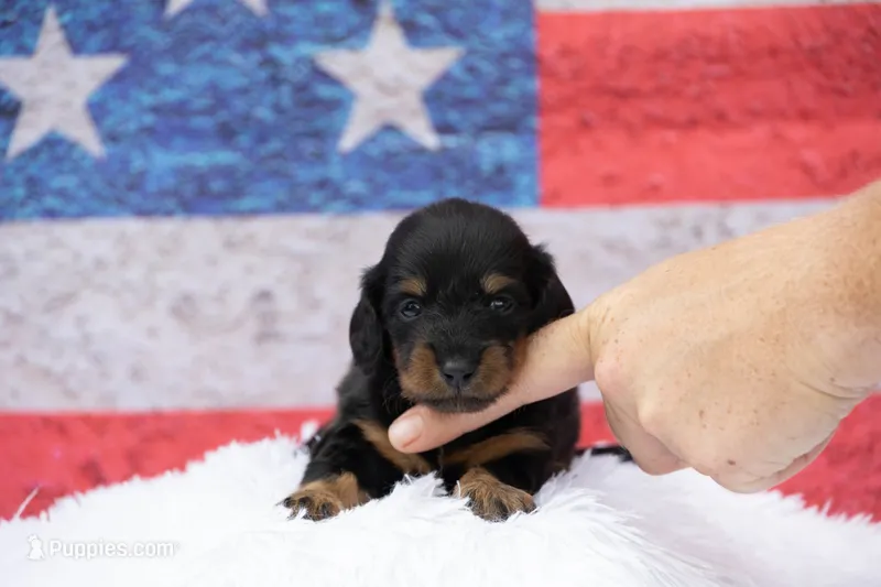 Nata – Miniature Dachshund puppy for sale in Canton, TX