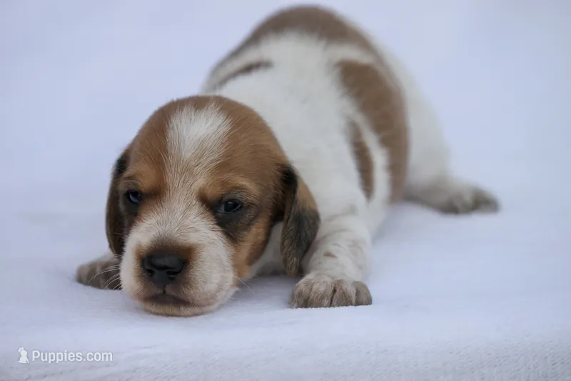 Moses – Miniature Dachshund puppy for sale in Canton, TX