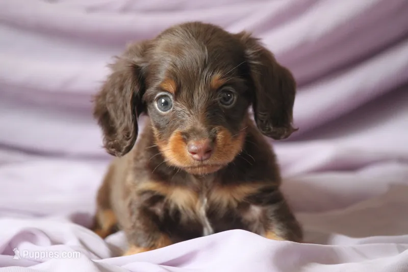 Tiki – Miniature Dachshund puppy for sale in Canton, TX