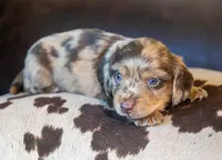 Torque, a male Miniature Dachshund for sale in Canton, TX – 7 of 10