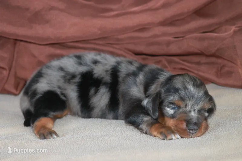 Zoom – Miniature Dachshund puppy for sale in Canton, TX