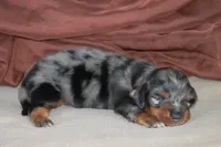 Zoom, a male Miniature Dachshund for sale in Canton, TX – 1 of 6