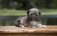 Franco, a male Havanese for sale in Canton, TX – 3 of 4