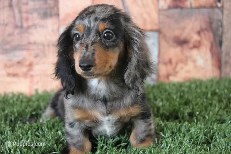Whistle  – Miniature Dachshund puppy for sale in Canton, TX
