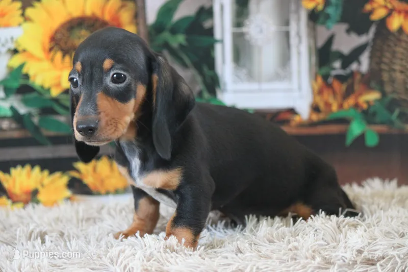 Nelani – Miniature Dachshund puppy for sale in Canton, TX