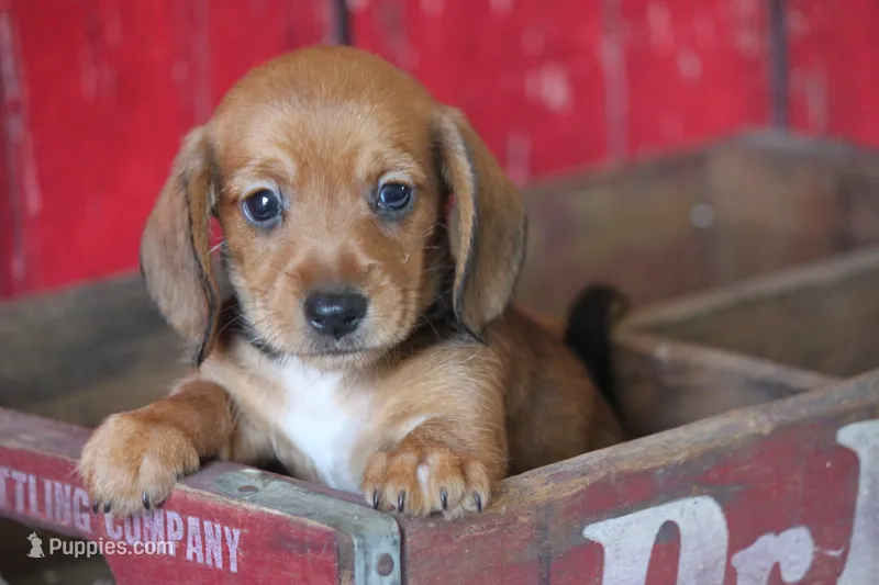 Malachi wire hair – Miniature Dachshund puppy for sale in Canton, TX
