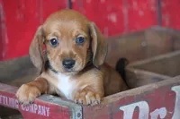 Malachi wire hair, a male Miniature Dachshund for sale in Canton, TX – 1 of 10