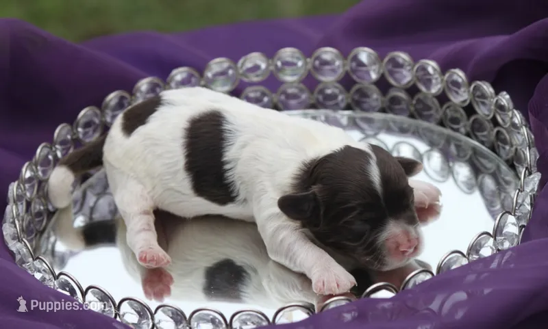 Hexa  – Cockapoo puppy for sale in Canton, TX