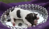 Hexa , a female Cockapoo for sale in Canton, TX – 1 of 1