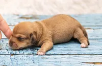 Matri , a female Miniature Dachshund for sale in Canton, TX – 3 of 3
