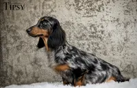 Tolkien, a male Miniature Dachshund for sale in Canton, TX – 4 of 5