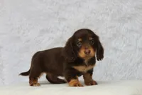 Brandy, a female Miniature Dachshund for sale in Canton, TX – 6 of 8