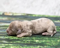 Jonas, a male Miniature Dachshund for sale in Canton, TX – 2 of 4
