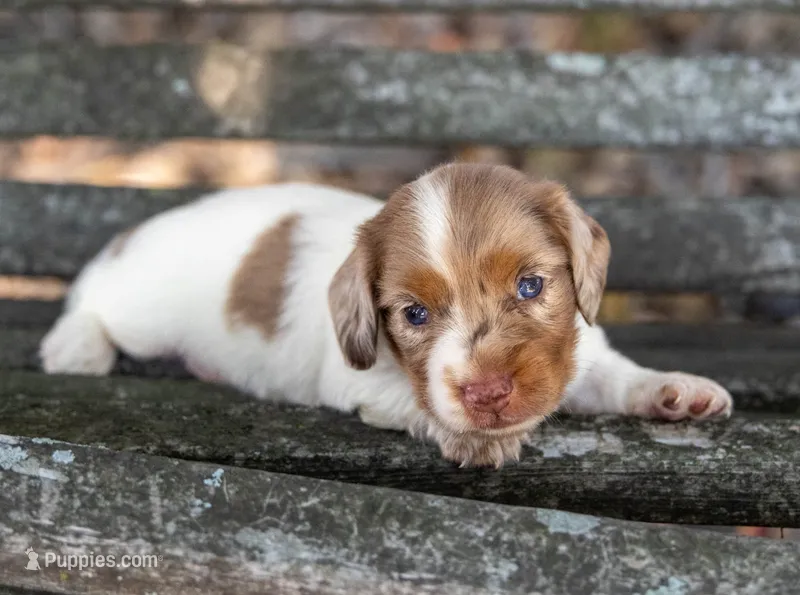 Turbo – Miniature Dachshund puppy for sale in Canton, TX
