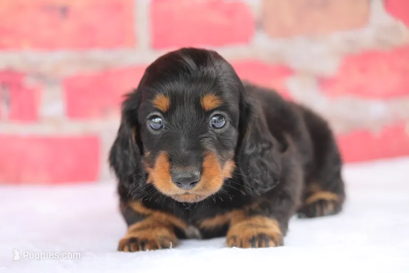 Nilo – Miniature Dachshund puppy for sale in Canton, TX