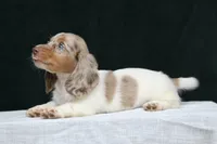 Turbo, a male Miniature Dachshund for sale in Canton, TX – 2 of 8