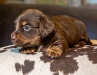 Triumph , a female Miniature Dachshund for sale in Canton, TX – 4 of 5