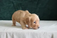 Delta, a male Miniature Dachshund for sale in Canton, TX – 3 of 6