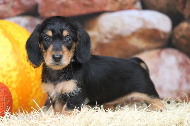 Glory – Miniature Dachshund puppy for sale in Canton, TX