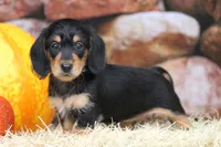 Glory, a female Miniature Dachshund for sale in Canton, TX – 1 of 6