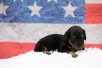 Nata, a female Miniature Dachshund for sale in Canton, TX – 5 of 9